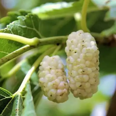 Шелковица БЕЛАЯ АЛЬБА в Мозыре