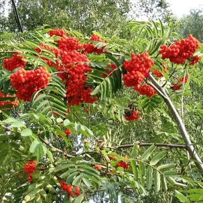 Рябина САХАРНАЯ ПЕТРОВА сладкоплодная в Мозыре