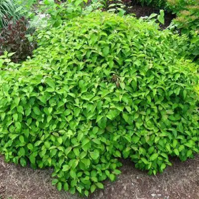 Дерен КЕЛСЕИ шелковистый  в Мозыре