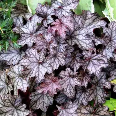 Гейхера ШУГА ФРОСТИНГ в Мозыре