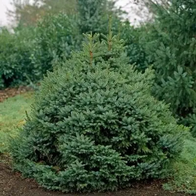 Ель НАНА сербская в Мозыре