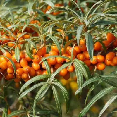 Облепиха РОСИНКА в Мозыре