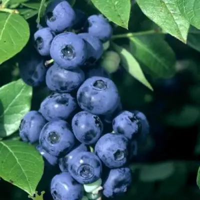 Голубика НОРТ КАНТРИ в Мозыре