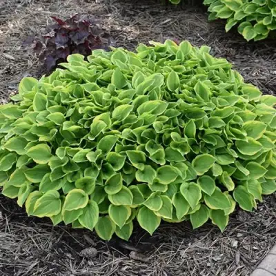 Хоста ГОЛДЕН ТИАРА в Мозыре