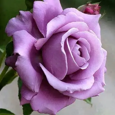 Роза МАЙЗЕР чайно-гибридная в Мозыре