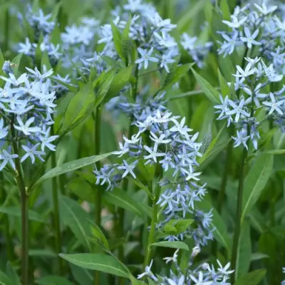 Амсония иволистная в Мозыре