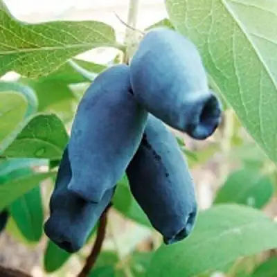 Жимолость съедобная АМФОРА в Мозыре