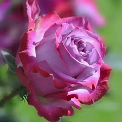 Роза ДИП ВОТЕР чайно-гибридная в Мозыре