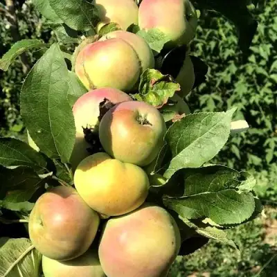 Яблоня ПРИОКСКОЕ колонновидная в Мозыре