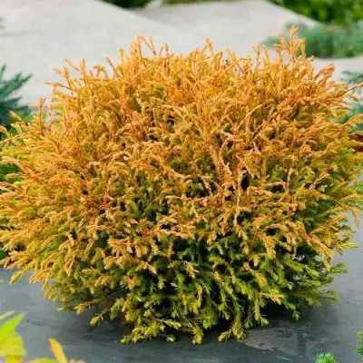 Туя ГОЛДЕН ТАФФЕТ западная в Мозыре