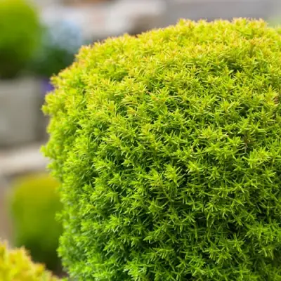 Туя АННИЕК западная в Мозыре