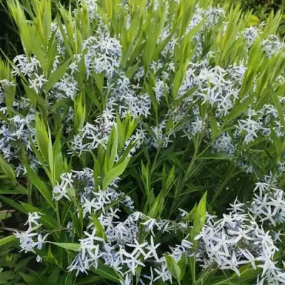 Амсония иволистная в Мозыре