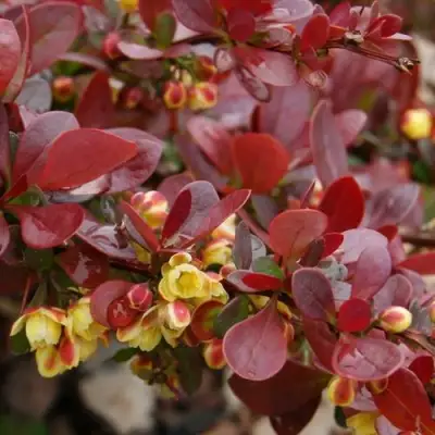 Барбарис КАРМЕН тунберга в Мозыре