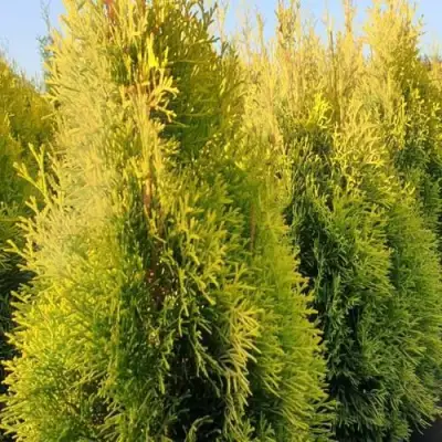 Туя ГОЛДЕН СМАРАГД западная в Мозыре