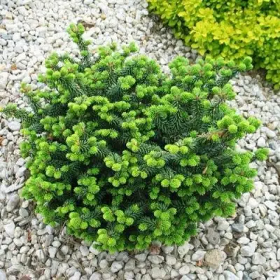 Пихта НАНА бальзамическая в Мозыре