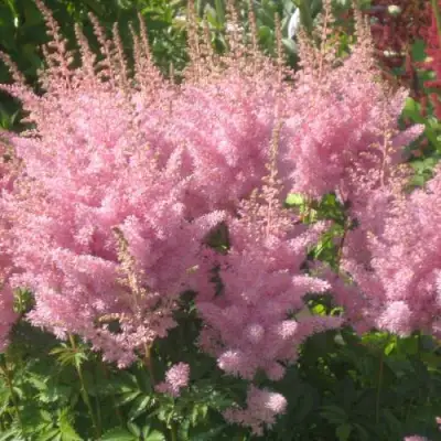 Астильба ЭДЕНС ОДИССЕЙ Арендса в Мозыре