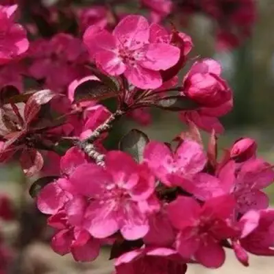 Яблоня РЕД КЕТТИ в Мозыре