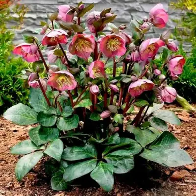 Морозник ВОСТОЧНЫЙ в Мозыре