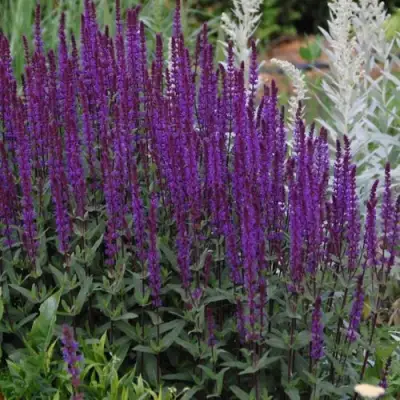 Шалфей КАРАДОНА в Мозыре