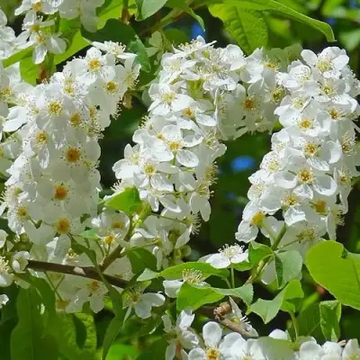 Черемуха ЧАЙКА в Мозыре