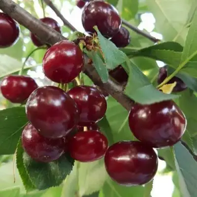 Дюк СЛАВЯНКА в Мозыре