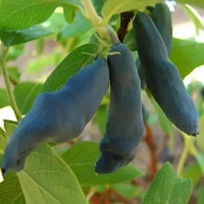 Жимолость съедобная НИМФА (ГАММА) в Мозыре