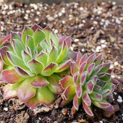 Молодило РУССКОЕ в Мозыре