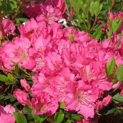 Азалия КИРСТИН японская в Мозыре