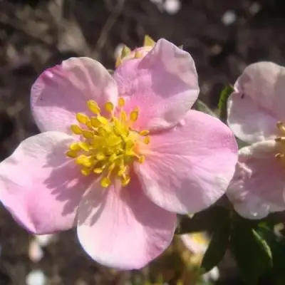 Лапчатка ПИНК КВИН кустарниковая в Мозыре