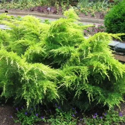 Можжевельник ГОЛД КОСТ средний в Мозыре