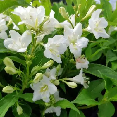 Вейгела БРИСТОЛЬСКАЯ СНЕЖИНКА в Мозыре