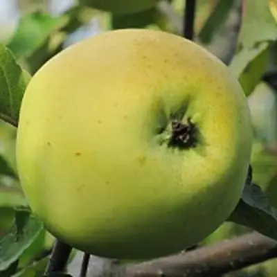 Яблоня РОССИЯНКА в Мозыре