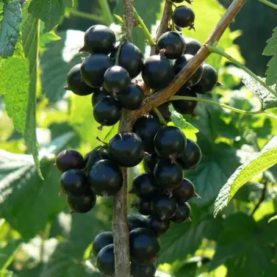 Смородина черная ВОЛОГДА в Мозыре