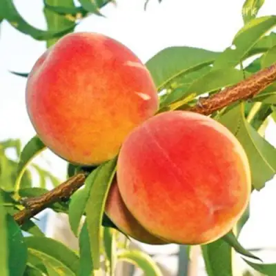 Персик ОНТАРИО в Мозыре