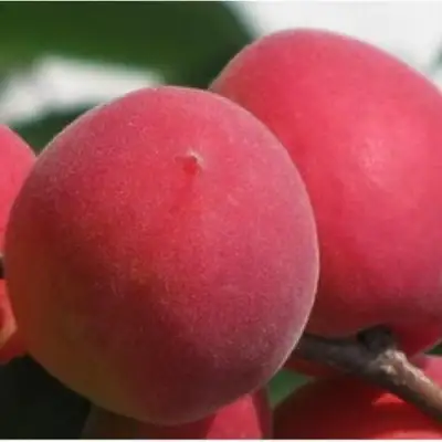 Абрикос РУБИН в Мозыре