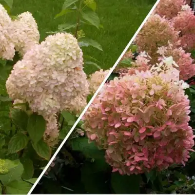 Комплект НЕЖНЫЕ ЧУВСТВА в Мозыре