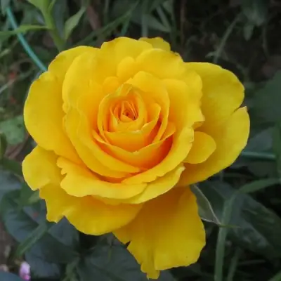 Роза КЕРИО чайно-гибридная в Мозыре