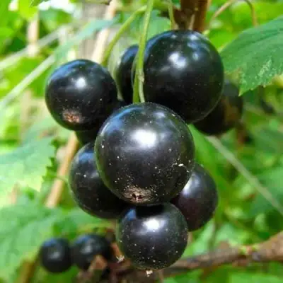 Смородина чёрная ЛЕНТЯЙ в Мозыре