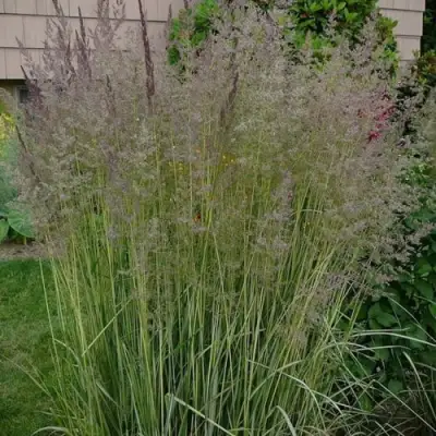 Вейник АВАЛАНШ остроцветковый в Мозыре