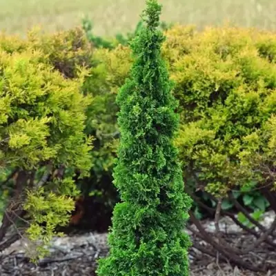 Туя СПИРАЛИС МИНИ западная в Мозыре