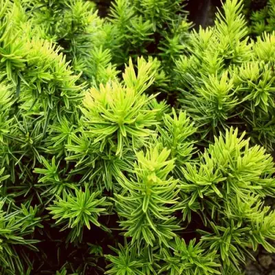 Тис ДАВИД ягодный в Мозыре