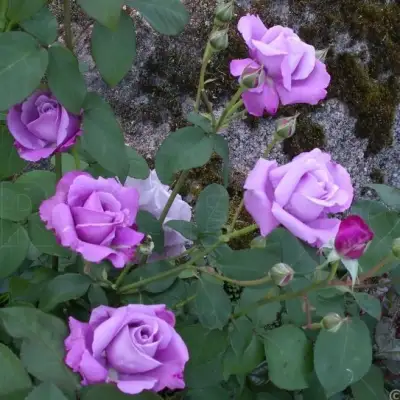 Роза СИЛЬВЕР СТАР чайно-гибридная в Мозыре