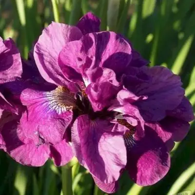 Ирис БАНДЛ ОВ ДЖОЙ сибирский в Мозыре