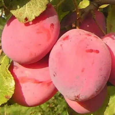 Слива ФАВОРИТЕ ДЕ СУЛТАНО в Мозыре