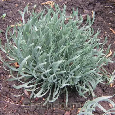 Лук СПИРАЛИС горный в Мозыре