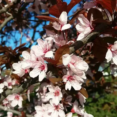 Слива ВУДИ растопыренная в Мозыре