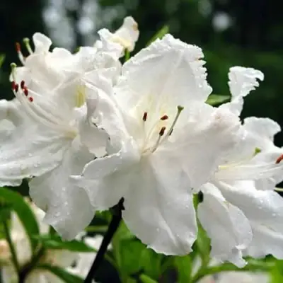 Азалия ОКСИДОЛ листопадная в Мозыре