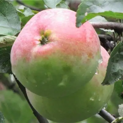 Яблоня МОСКОВСКОЕ ЗИМНЕЕ в Мозыре