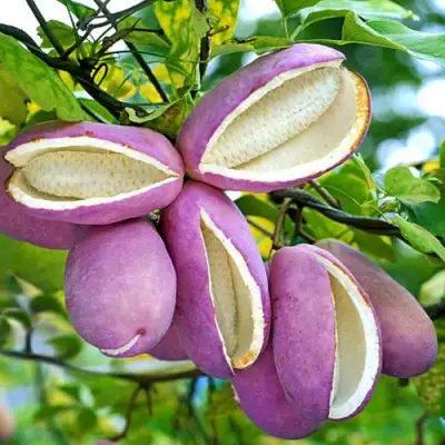 Акебия ПЯТЁРНАЯ  в Мозыре