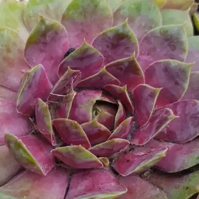 Молодило УФО в Мозыре